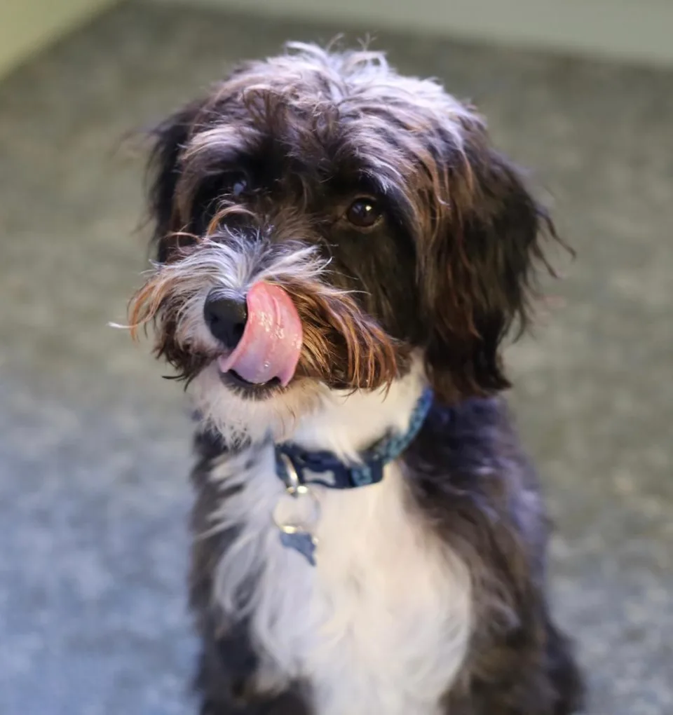 Archie, the jack-russell poodle cross posing for the camera.